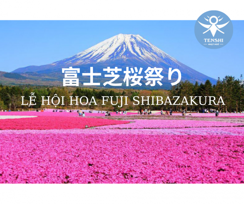 LỄ HỘI HOA FUJI SHIBAZAKURA